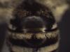 Colletes hederae